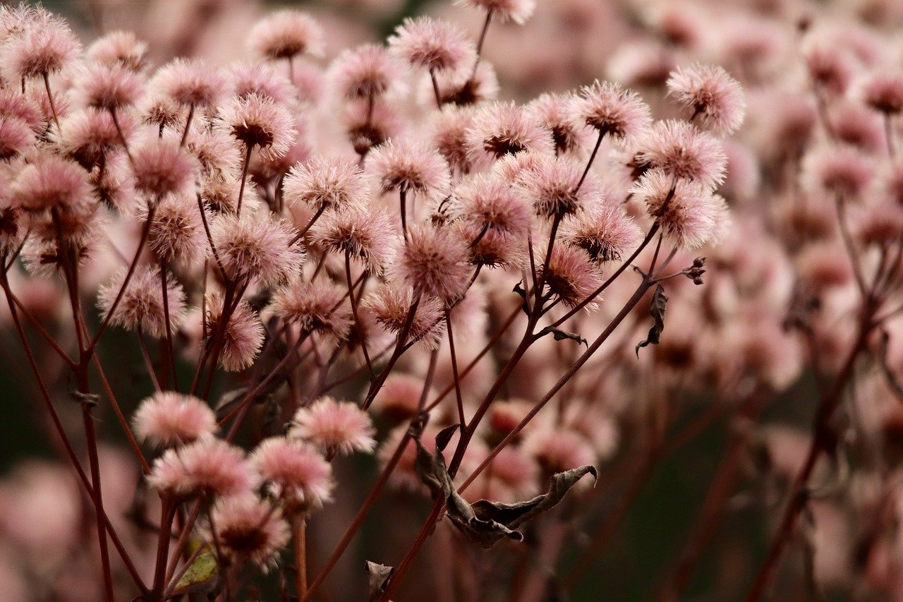 解读DDOS攻击的书- 麦蛾茧蜂资源购买平台